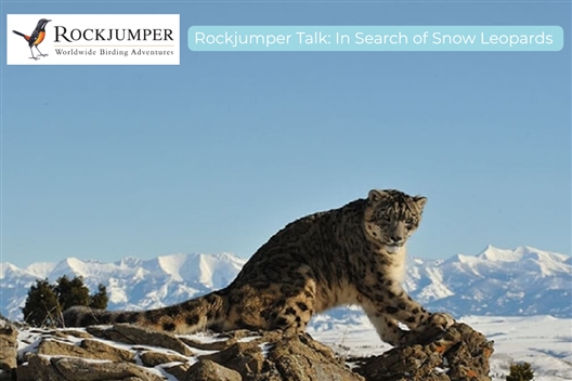 Rockjumper Talk : IN SEARCH OF SNOW LEOPARDS - Hilton Arts Festival 2025